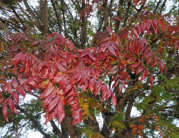 55 leaves