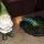 01 gnome bird bath