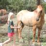 08 donkeys and horses