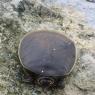 12 turtle