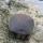 12 turtle