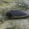 13 turtle