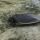 13 turtle
