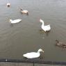 56 ducks