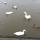 56 ducks