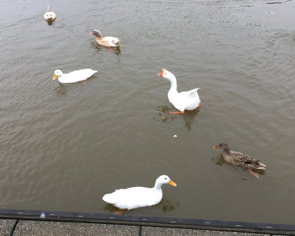 56 ducks