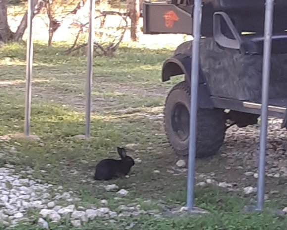 04 bunny