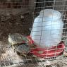 09 chicks
