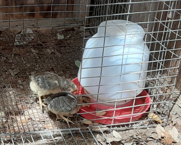 09 chicks