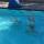 hcr pool (3)