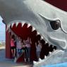 shark