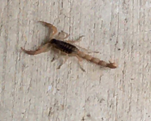 40 scorpion