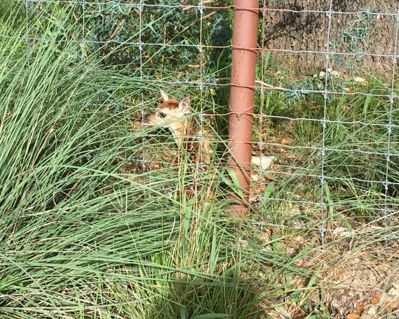 fawn