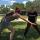 ninja abby benjamin