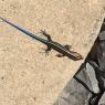 lizard