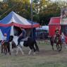circus (17)