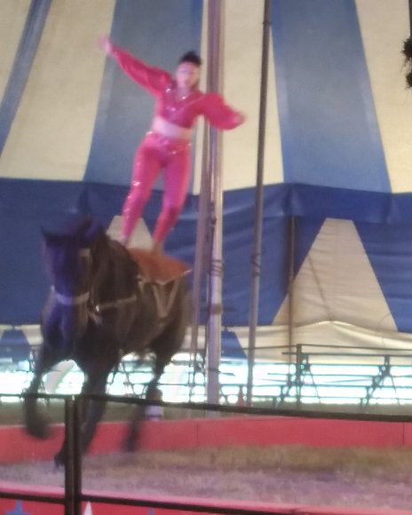 circus (3)