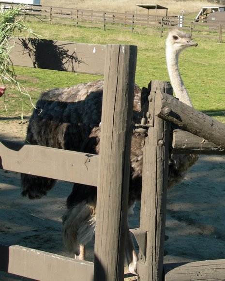 04 ostrich
