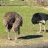 05 ostriches