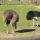 05 ostriches