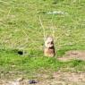 06 ground squirrel