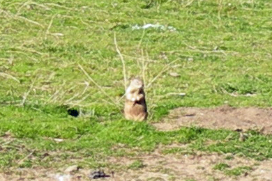 06 ground squirrel