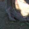07 two toed