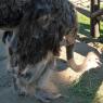 11 ostrich