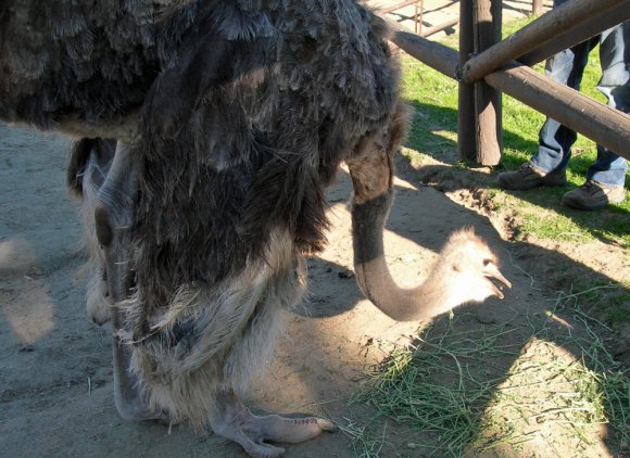 11 ostrich