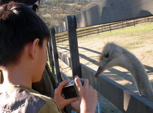 16 ostrich connor