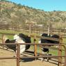 18 ostriches