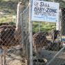 22 baby ostrich