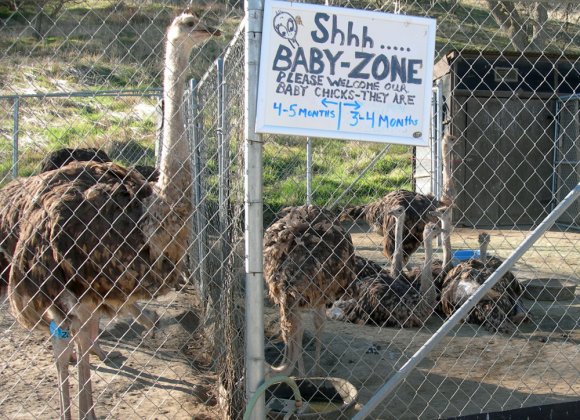 22 baby ostrich