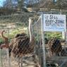 23 baby ostrich