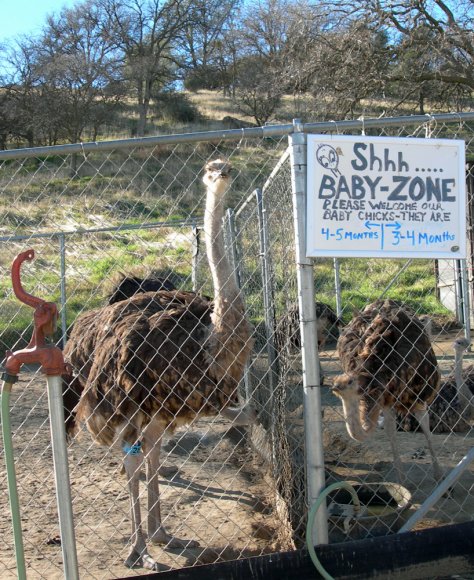 23 baby ostrich
