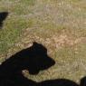 45 hercules tyson shadow