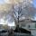 frozen tree