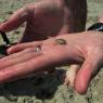 08 crab