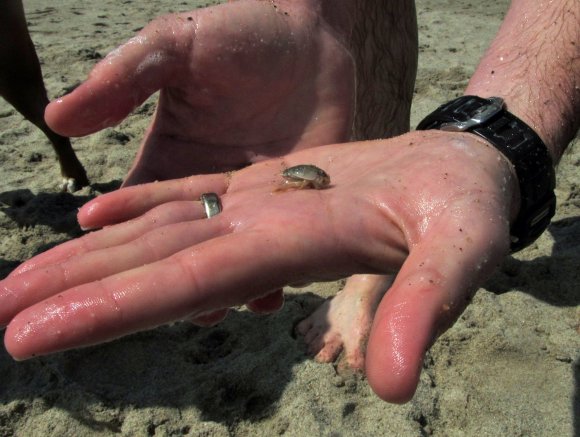 08 crab