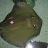 04 american ray