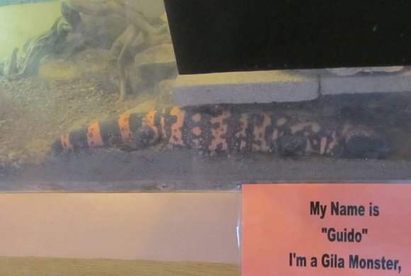 17 gila monster