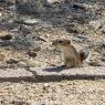 43 chipmunk