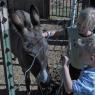 donkey - hannah benjamin