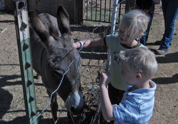 donkey - hannah benjamin