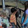 donkey - hannah isaiah hope2