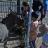 donkey - hope isaiah hannah