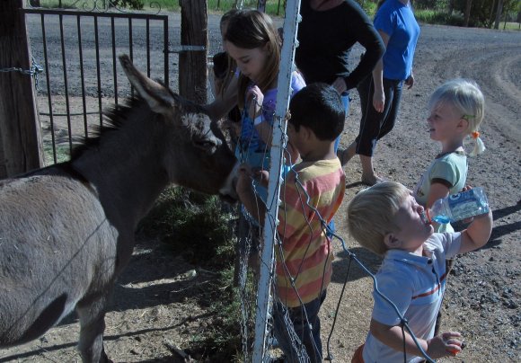 donkey - hope isaiah hannah