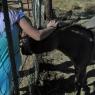 donkey