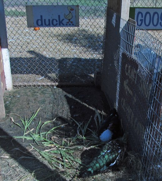 duck