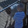 goat - benjamin (2)